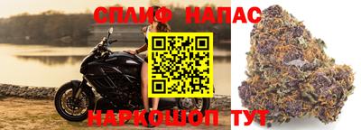 шишки Дубна